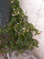 /album/robertskruid1/geranium-robertianum-04052010-gp-nieuwstr-jpg/